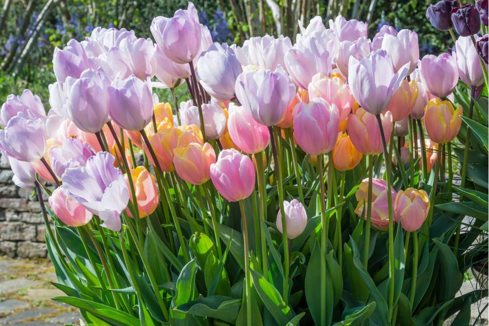 'Bubblegum' tulpanblandning